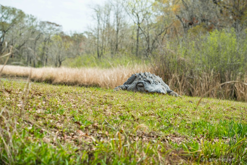 Crocodile at Brookgreen Gardens, South Carolina