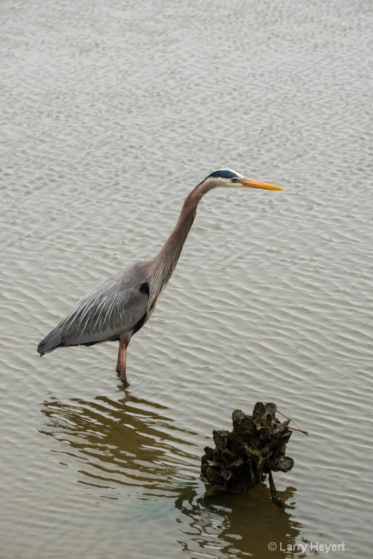 Bird at Huntington State Park, South Carolina