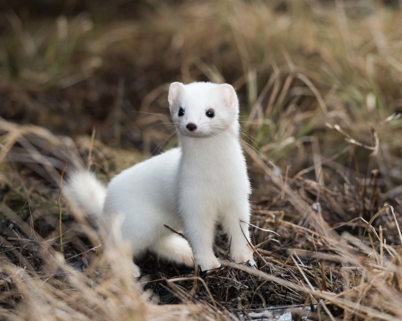 Short-tailed Weasel (Stoat) - March 21st, 2015