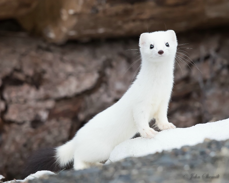 Short-tailed Weasel (Stoat) - March 21st, 2015