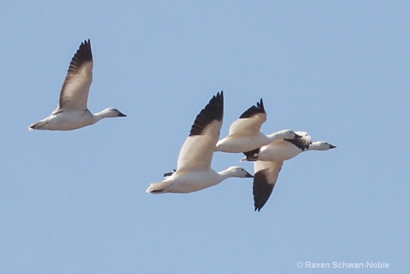 snowgeese11