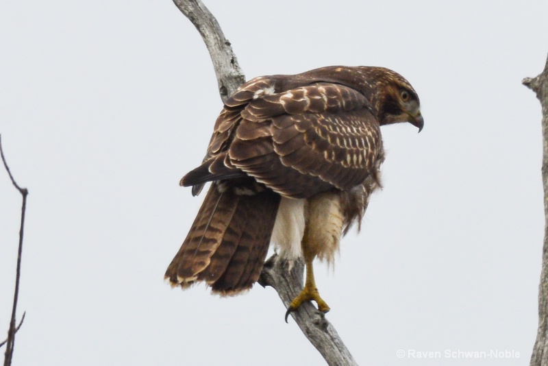 red-tailedhawk 122614