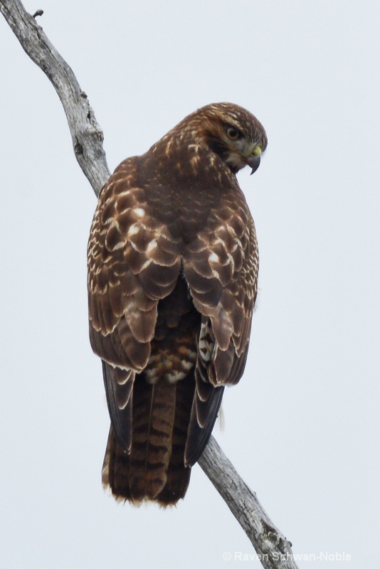 red-tailedhawk122614