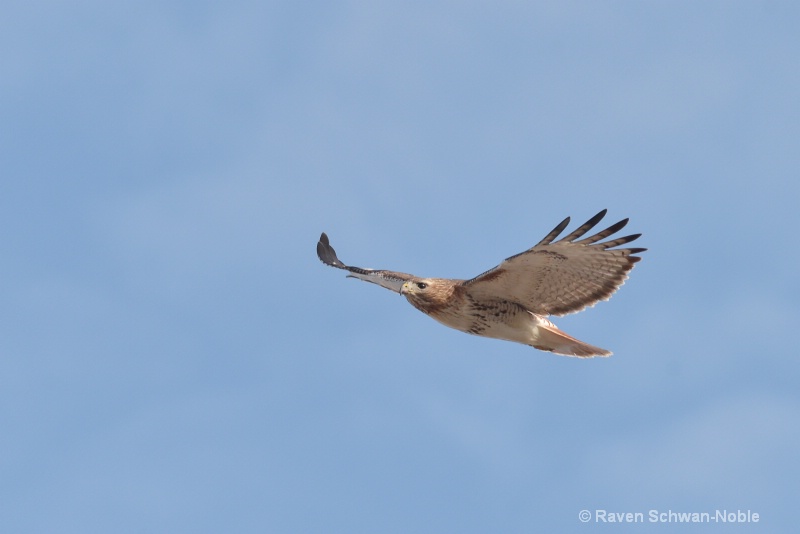 red-tailed032915