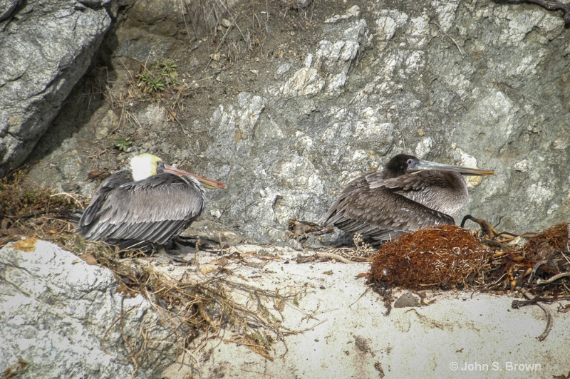 point lobos096