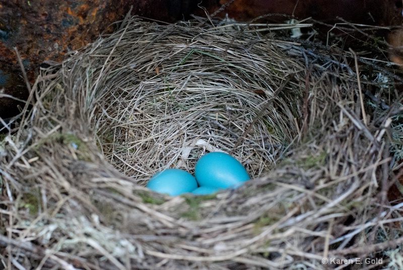 Robin Egg Blue