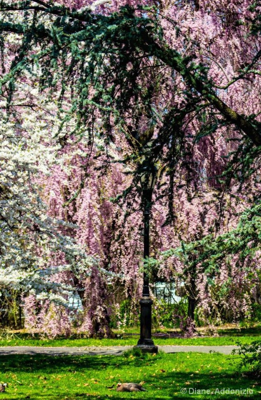 Spring Splendor