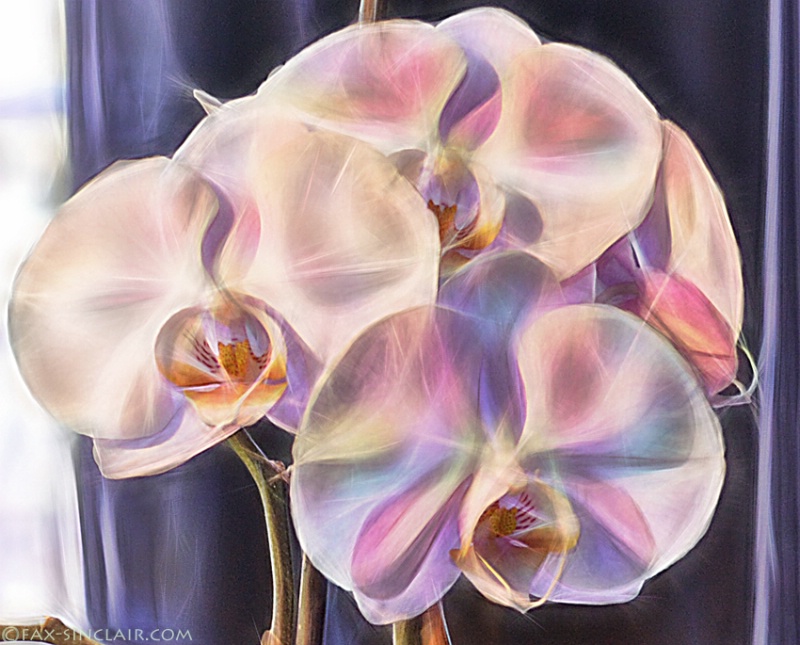 D'Elle's Orchids Close-up