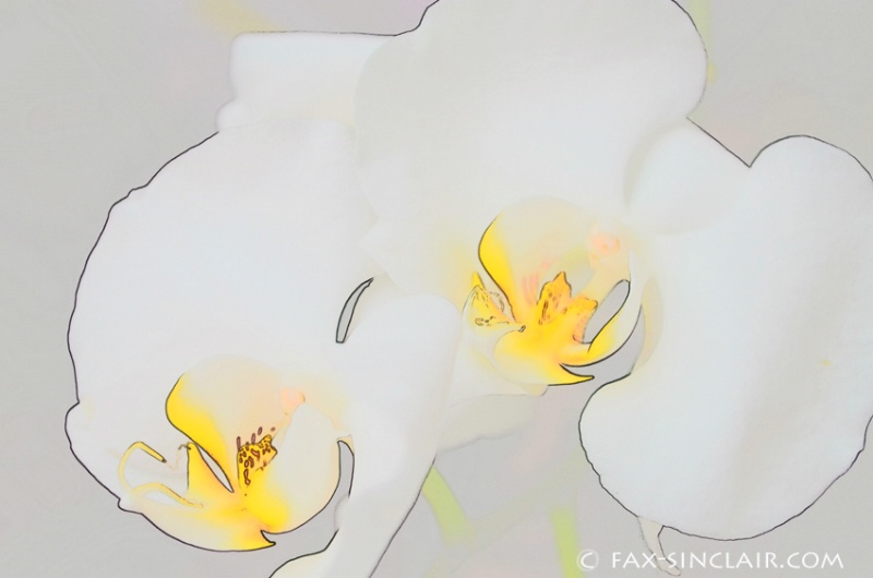 Essence of Orchids