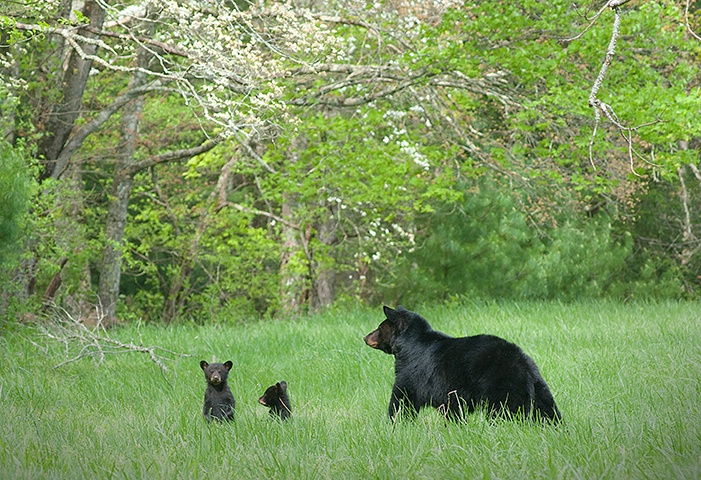 Bears Cades Cove 1b