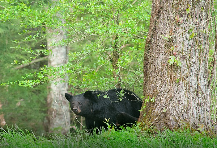 Bear 11 Cades Cove