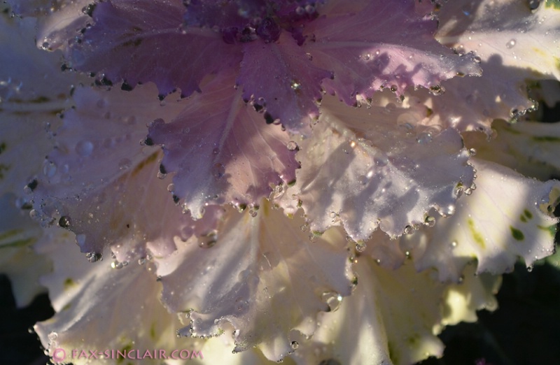 Fairy Cabbage Petticoats 