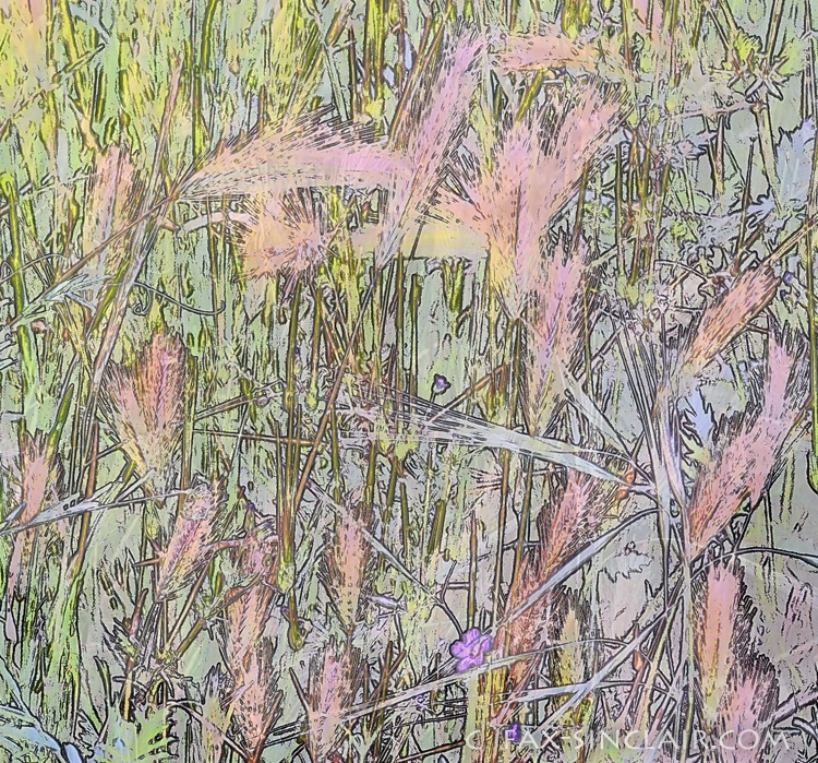Roadside Grasses Detail