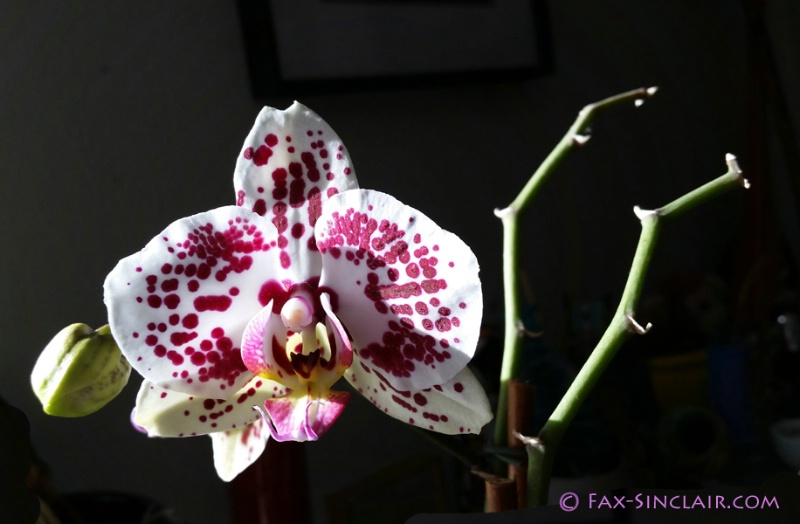 Valentine's orchids
