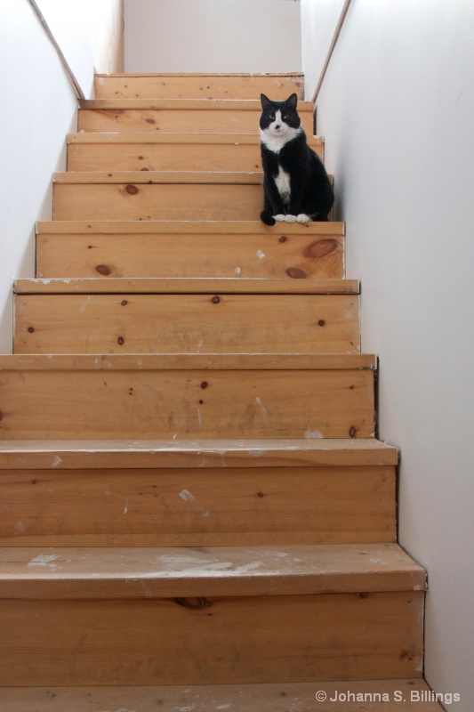 Cat on steps
