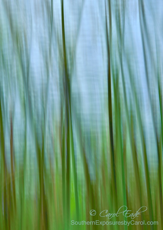 Pond Reeds