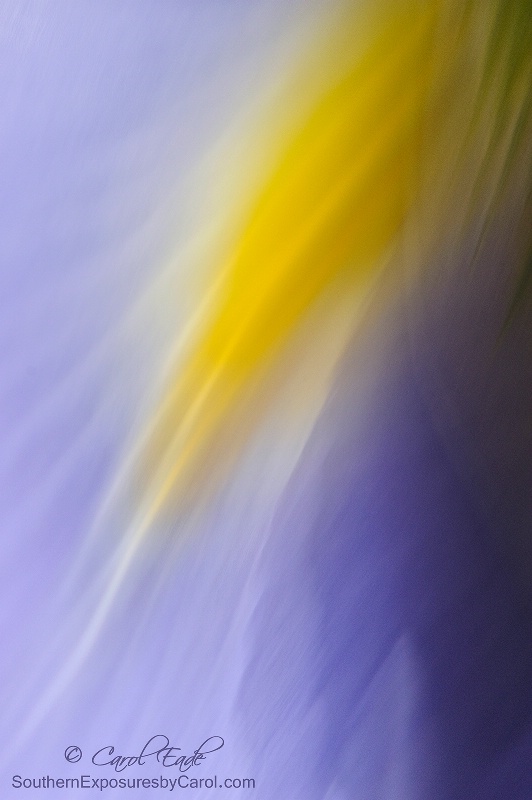 Watercolor Iris
