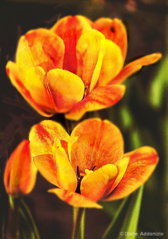 Spring Splendor 2