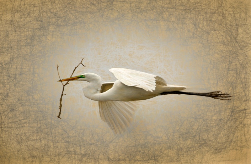 Egret