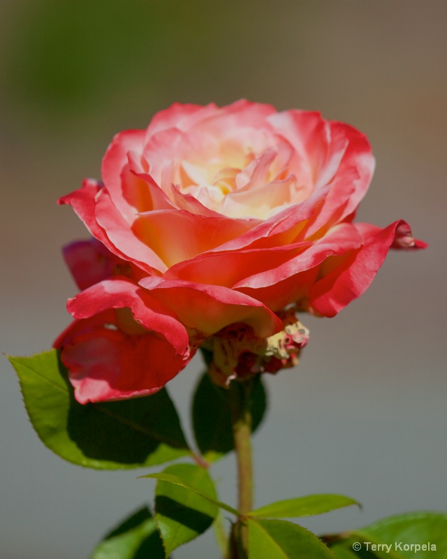 a Rose