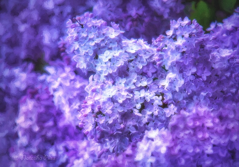 Oh, that smell of lilac!