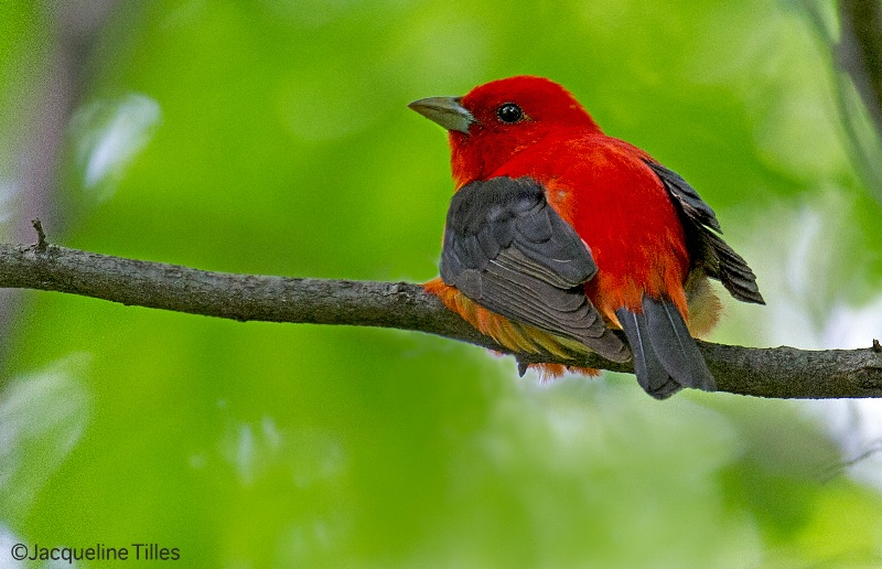 Immature Scarlet Tanager