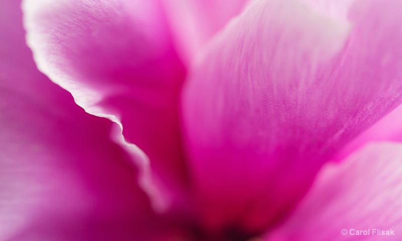 Pink Peony Abstract