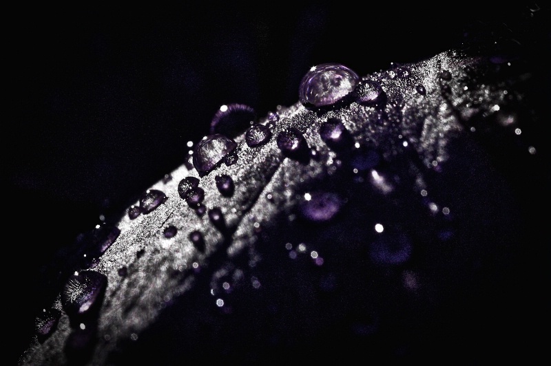 Purple leaf with dew drops