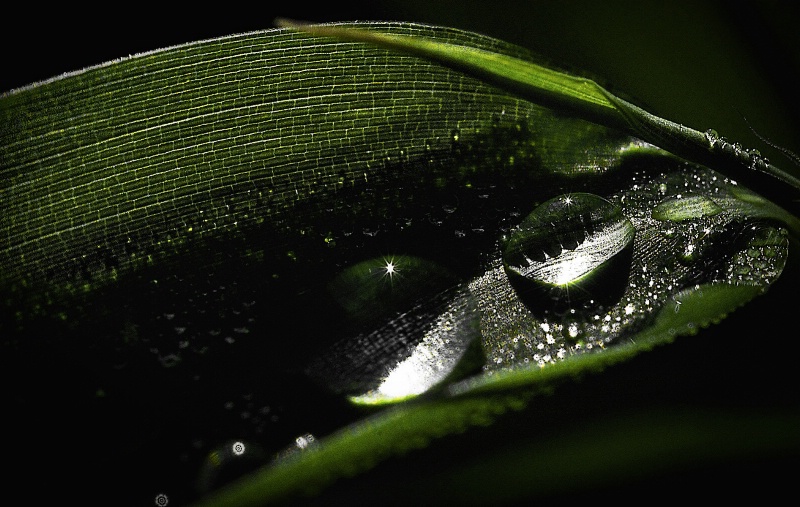 Shaded Drops on a leaf