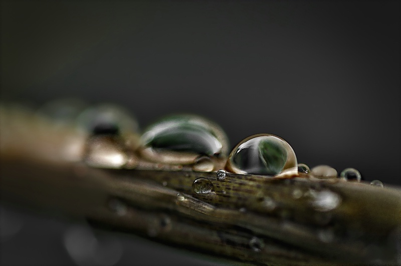 Abstract Drops on a Stem