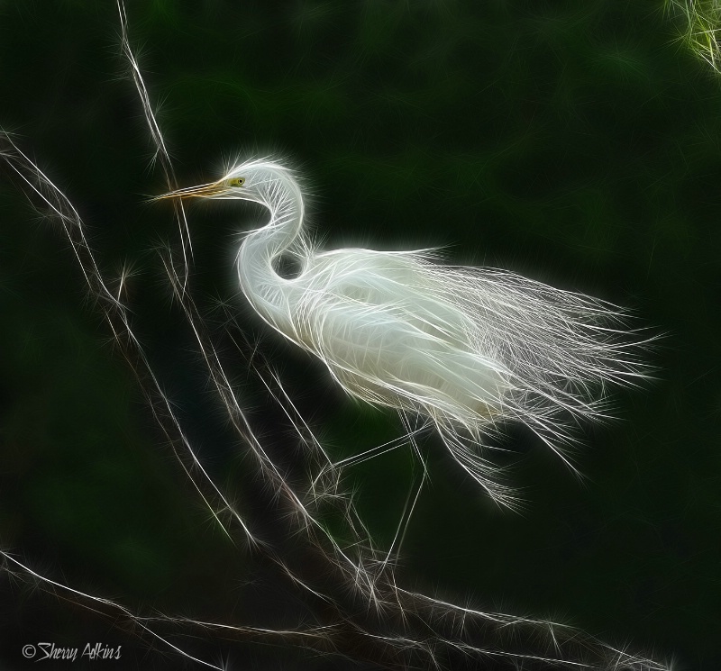 Egret