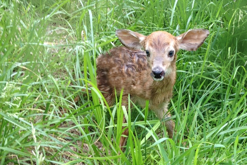 Still Wet Behind the Ears