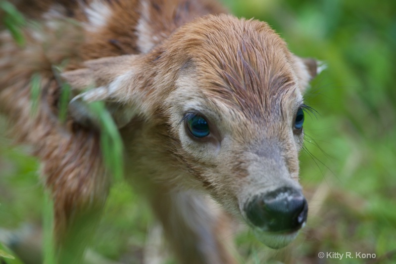 Brand Spanking New Baby Fawn