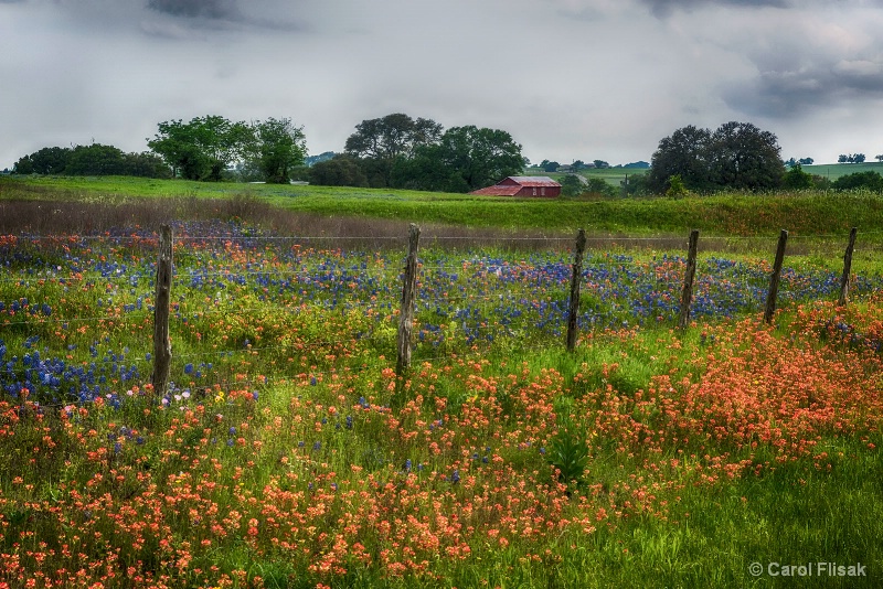 Texas Wildflowers and Cloudy Skies