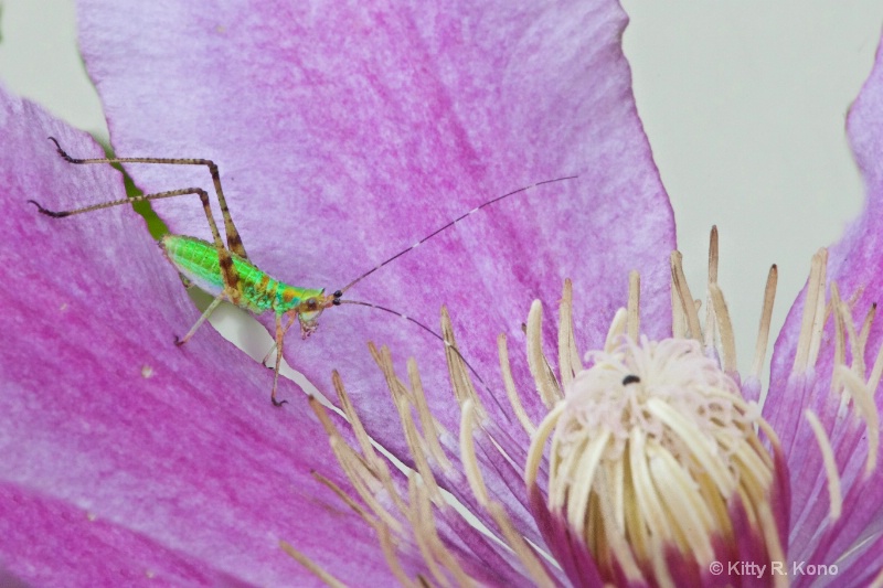 Katydid and Clematis Bud