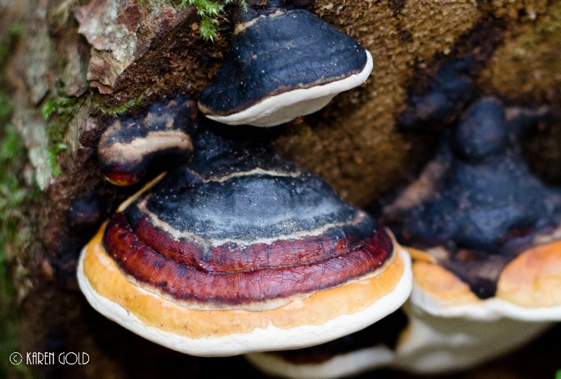 fungi – red-banded polypore