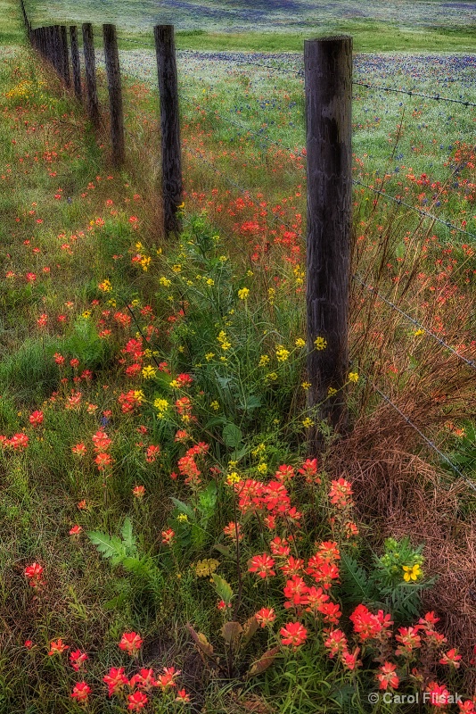 Fence Posts and Texas Wildflowers