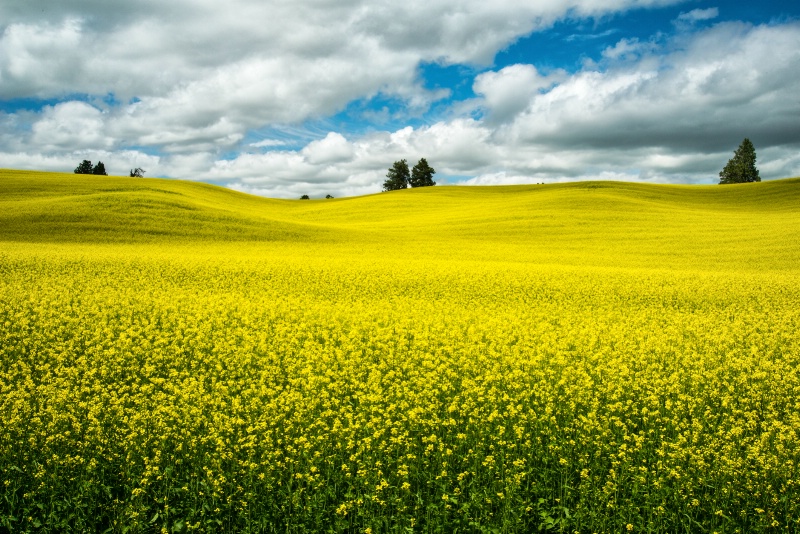 Canola Harvest