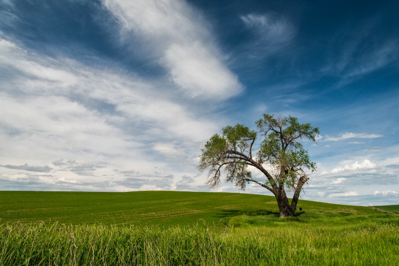 Lone Tree