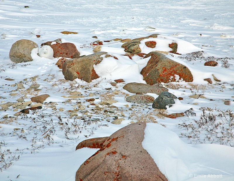 Can you find the Arctic Hare