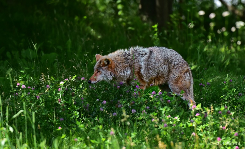 Coyotte looking at flowers