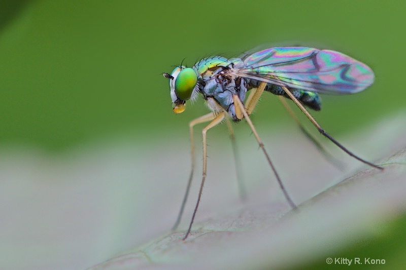 Long Legged Fly