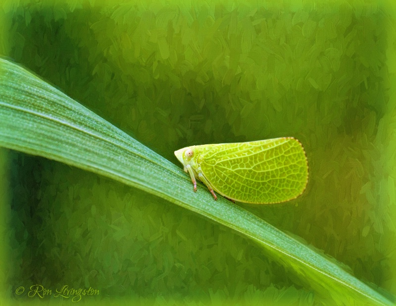 Leaf Hopper 