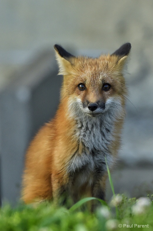 The Little City Red Fox