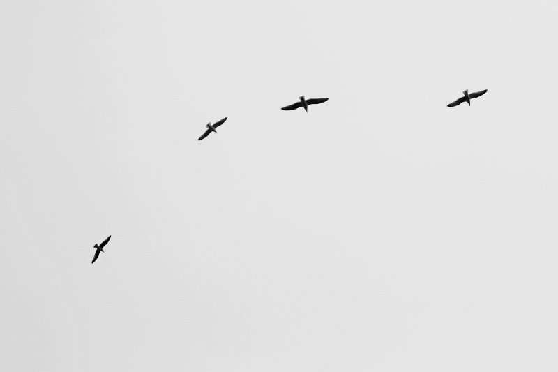 Seagulls Surround