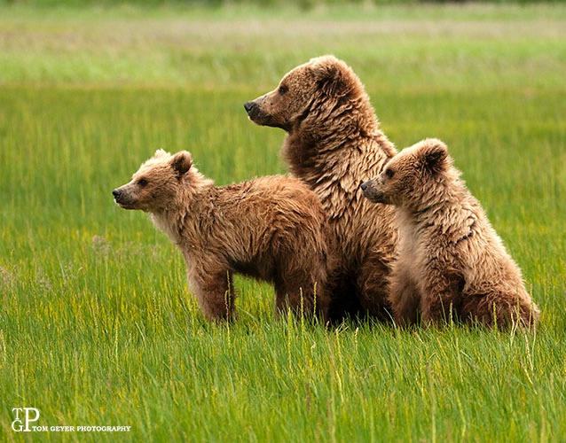 Mom and cubs