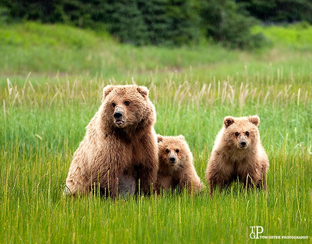 Family Bear