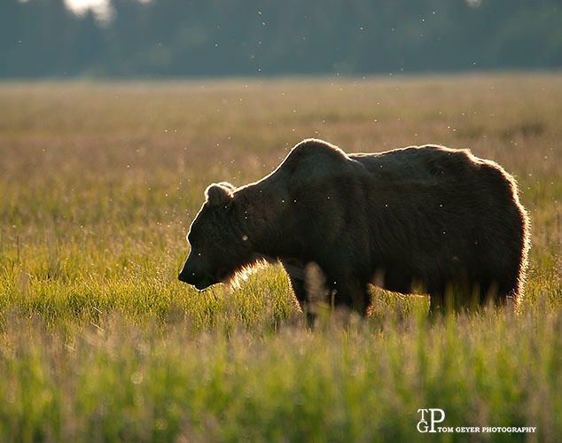 Early morning Bruin