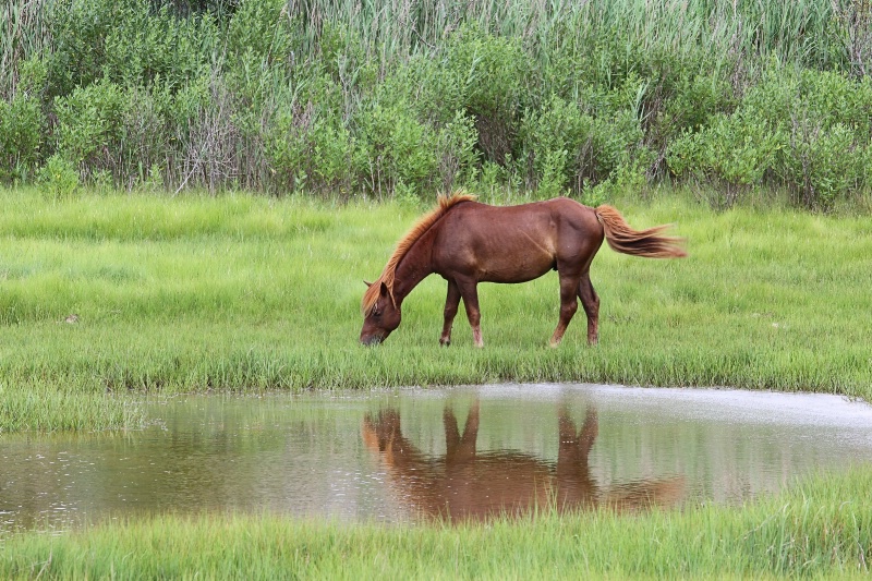 Wild Horse