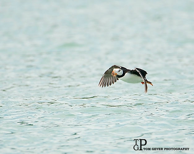 Puffin flight